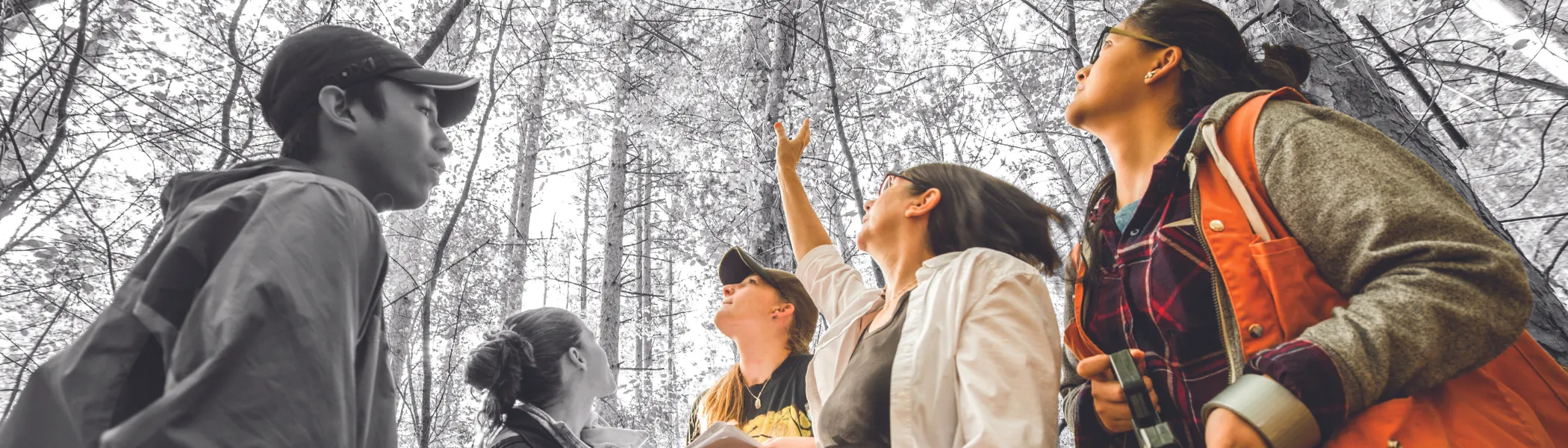 Trent University student and professor in a forest, looking up at trees.