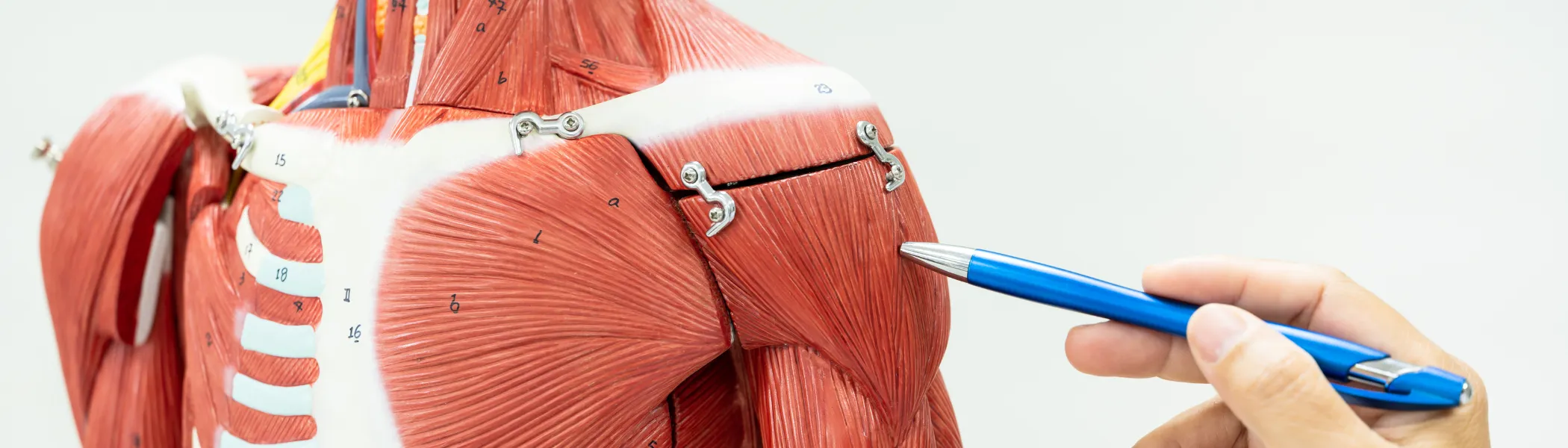 Physiotherapists explain muscle injury to athletes using a musculoskeletal system to the muscle skeleton.