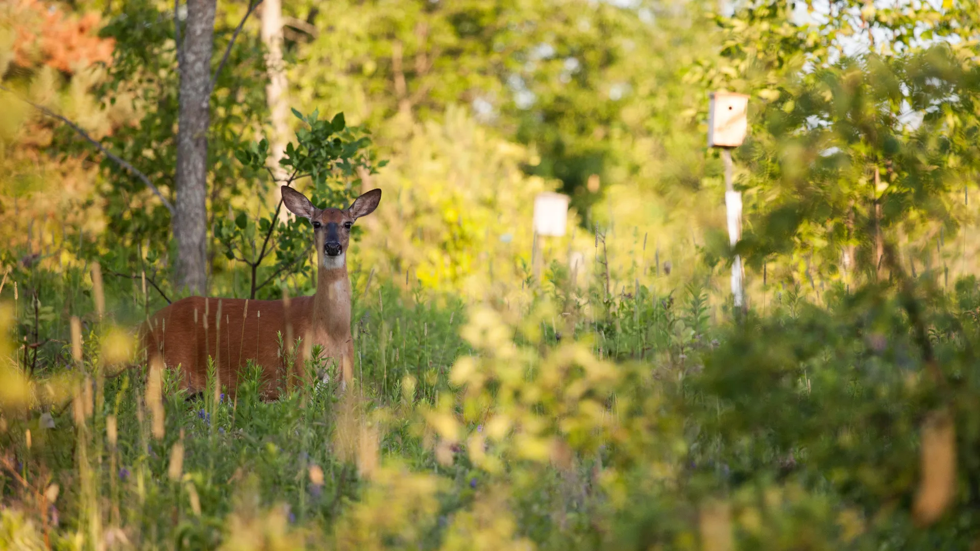 A deer looking at the camera in a forest