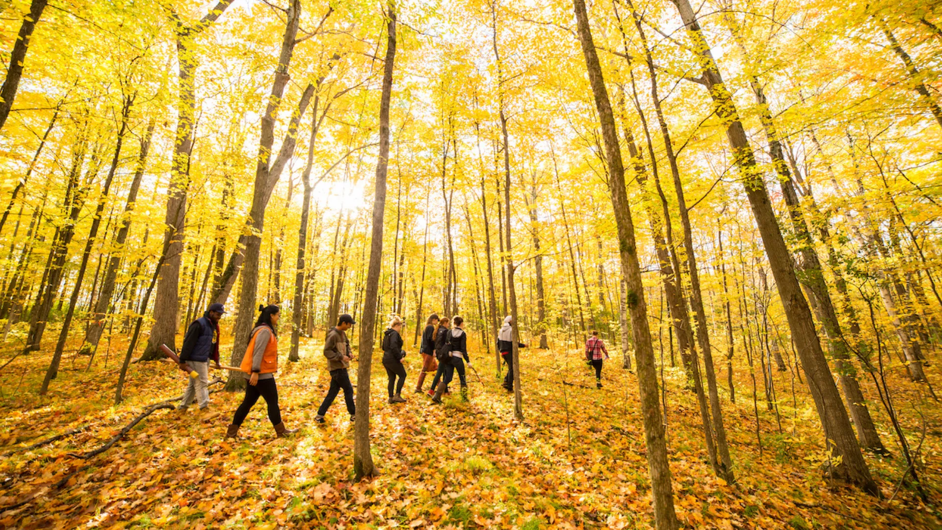 Trent students walking through a forest