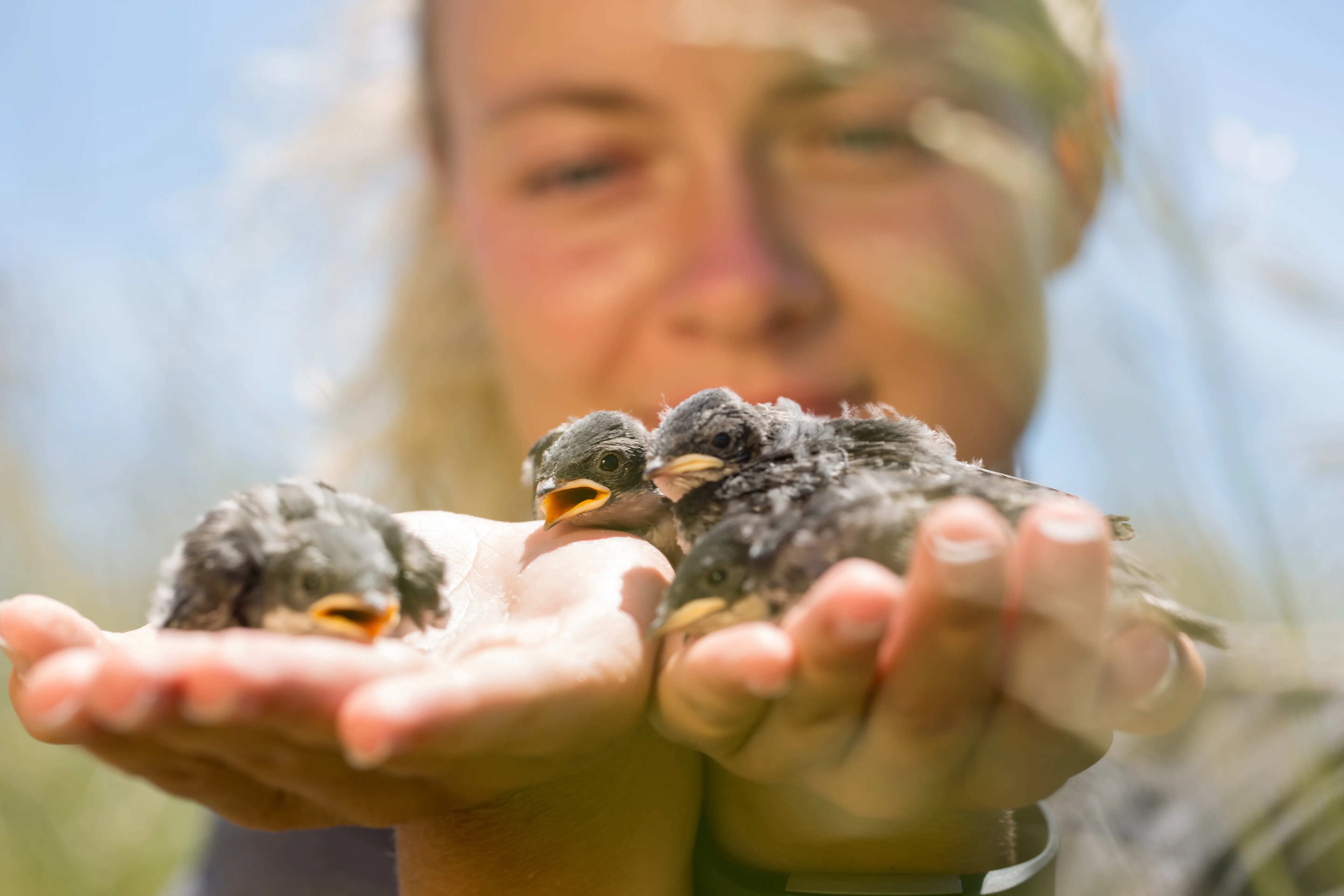 Student holding birds for research