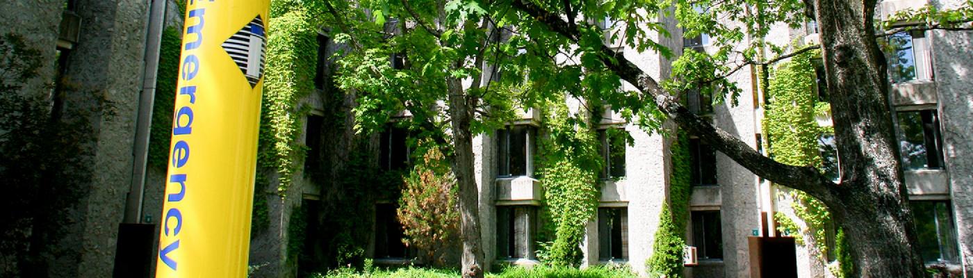 Yellow pole in a wooded area