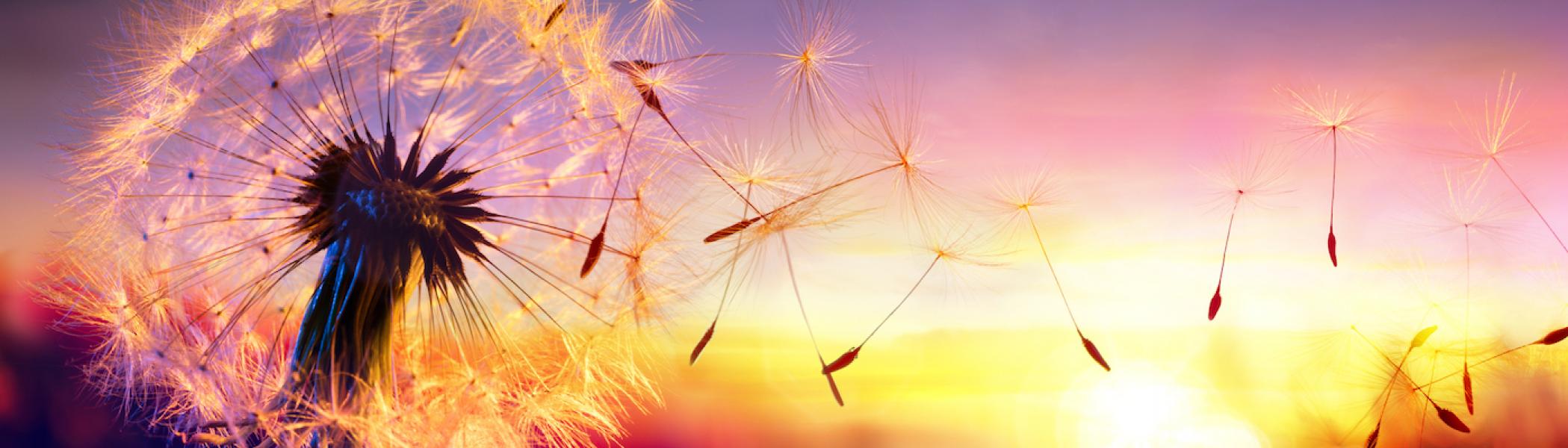 Dandelion blowing in the wind with a sunset in the background