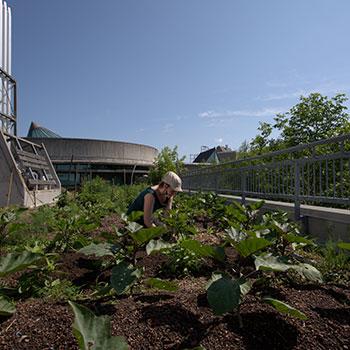 Photo of someone gardening in the Rooftop garden